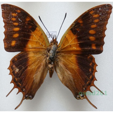 Charaxes velox Ogilvie-Grant, 1899 Yemen, Sokotra 68mm36n